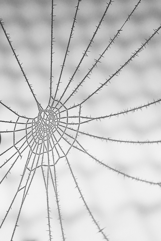 Eiskristalle am Spinnennetz